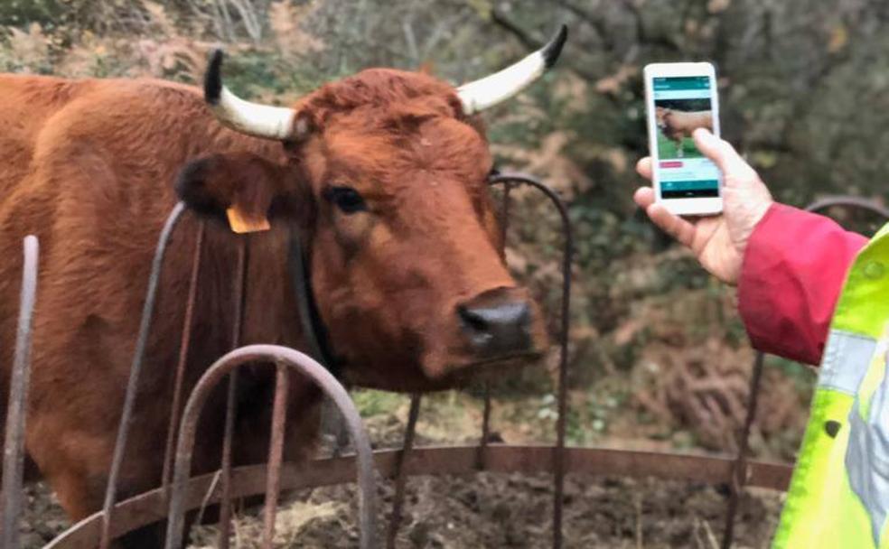 La compra venta de ganado se digitaliza El Comercio